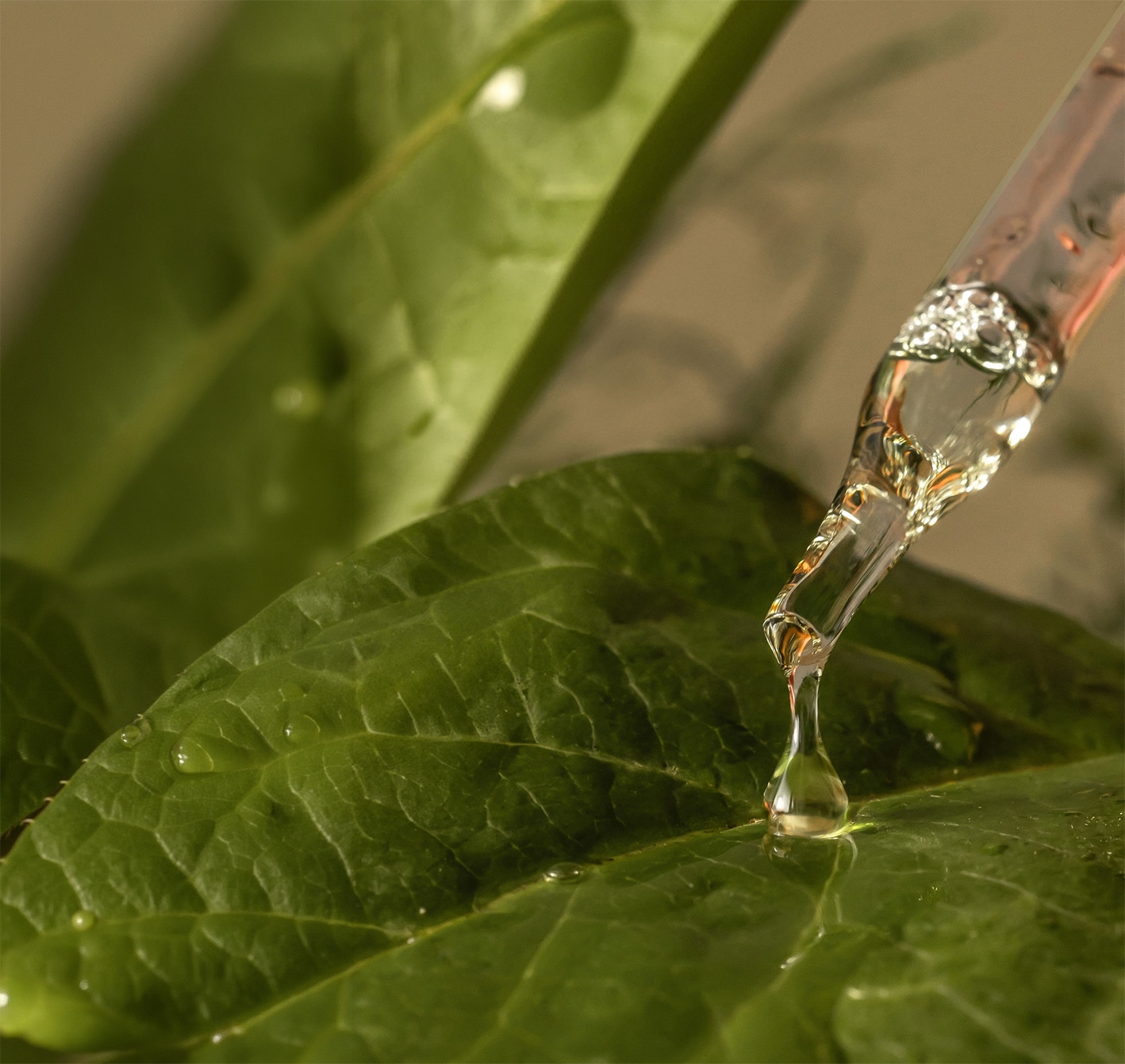 Hands holding fresh osage orange seeds